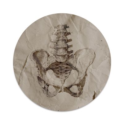 2X Sticker Set - Pelvis Skeleton - for Phone Grip Stent Cell Phones Tablets (Stickers Only)