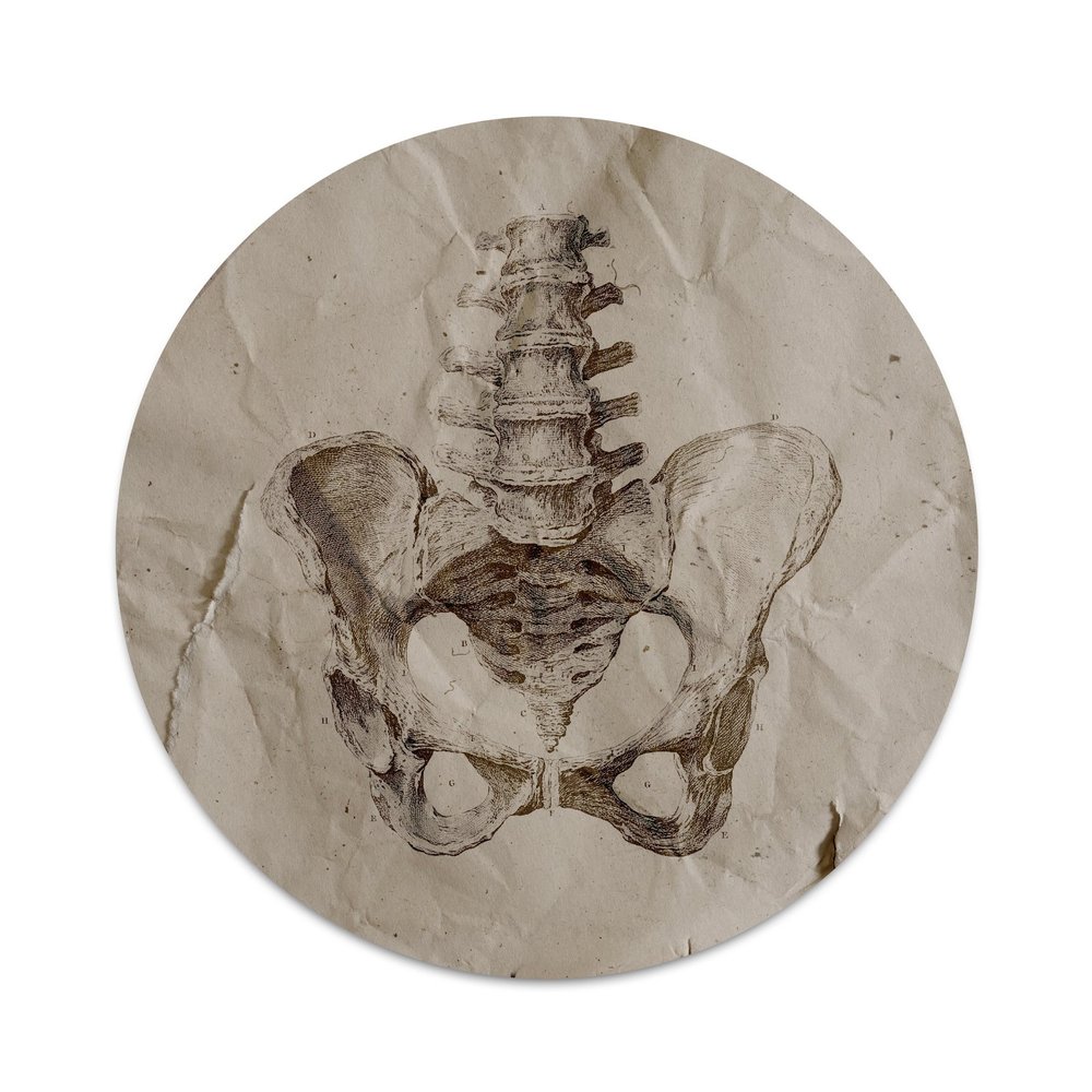 2X Sticker Set - Pelvis Skeleton - for Phone Grip Stent Cell Phones Tablets (Stickers Only)