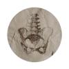 2X Sticker Set - Pelvis Skeleton - for Phone Grip Stent Cell Phones Tablets (Stickers Only) view 1