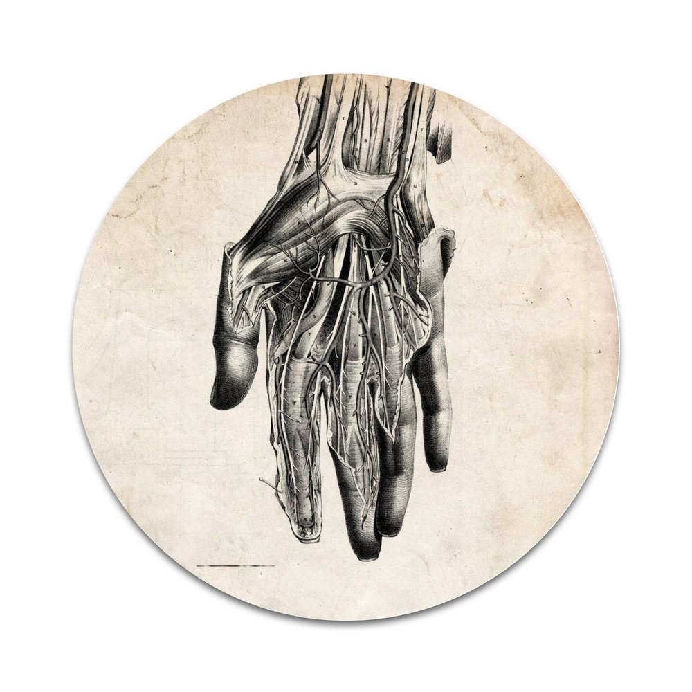 2X Sticker Set - Realistic Anatomical Hand - for Phone Grip Stent Cell Phones Tablets (Stickers Only)