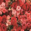 DORCEV 9x6ft Flower Photography Backdrop Wedding Birthday Party Bridal Shower Baby Shower Background Rose Flower Wall Garden Kids Adult Lover Wedding Photo Studio Props view 4