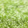 5'x7' Sunshine Glitter Bokeh Photo Backdrop Spring Green Newborn Kids Vinyl Photography Background FD-4674 view 3
