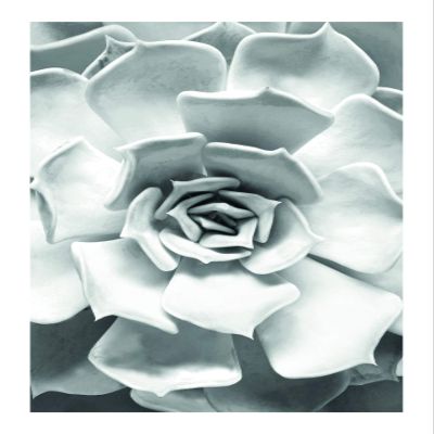 Komar Wall Picture Succulent Closeup Poster Picture Living Room Bedroom Decoration Art Print Without Frame P049C-50x70 Size 50 x 70 cm (Width x Height)
