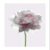 Komar Wall Picture | Rose | Poster Picture Living Room Bedroom Decoration Art Print | No Frame | P065-50x70 | Size: 50x70 cm (Width x Height) view 1
