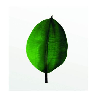 Komar Wall Picture Ficus Leaf | Poster, Picture, Living Room, Bedroom, Decoration, Art Print | Without Frame | P058-50x70 | Size: 50 x 70 cm (Width x Height)