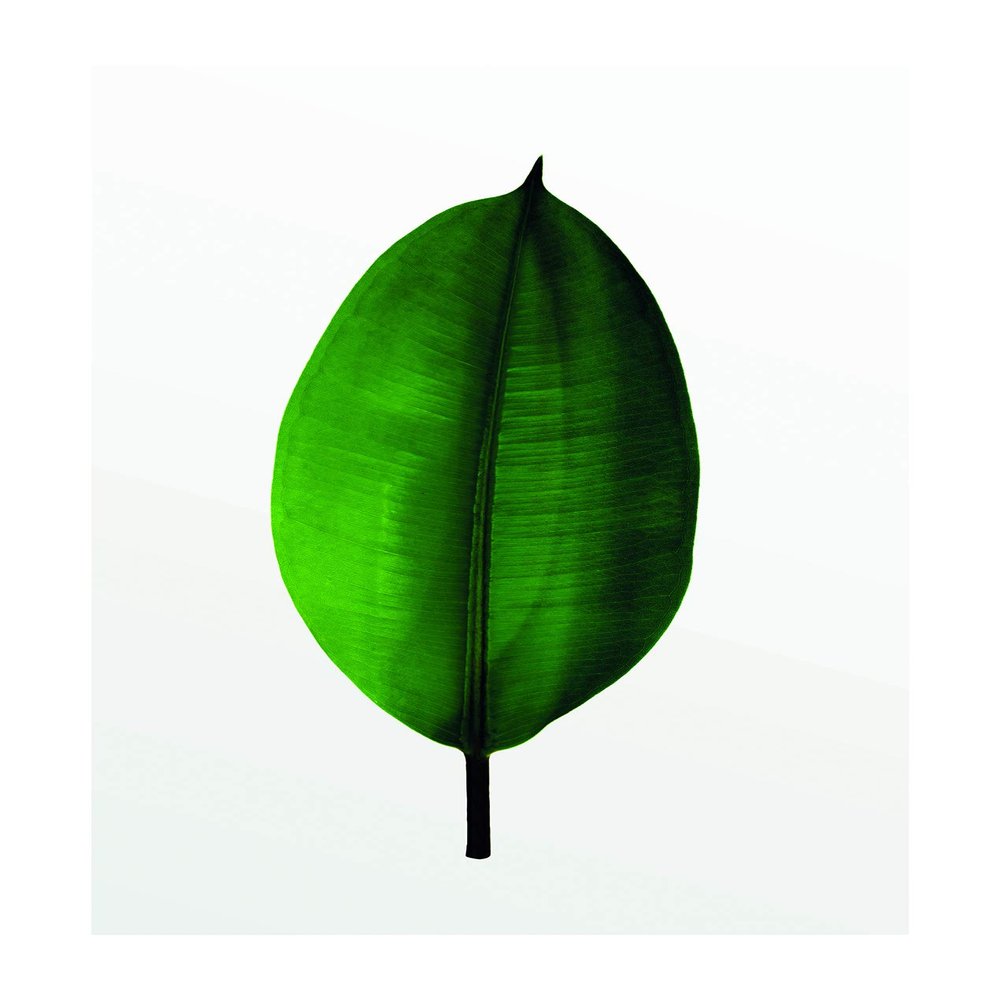 Komar Wall Picture Ficus Leaf | Poster, Picture, Living Room, Bedroom, Decoration, Art Print | Without Frame | P058-50x70 | Size: 50 x 70 cm (Width x Height)