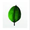 Komar Wall Picture Ficus Leaf | Poster, Picture, Living Room, Bedroom, Decoration, Art Print | Without Frame | P058-50x70 | Size: 50 x 70 cm (Width x Height) view 1