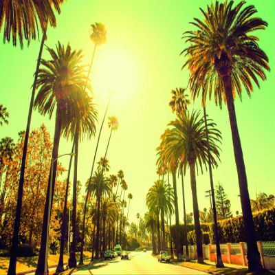 Komar Palm Alley Wall Picture | Poster, Picture, Living Room, Bedroom, Decoration, Art Print | Without Frame | P127-70x50 | Size: 70 x 50 cm (Width x Height)