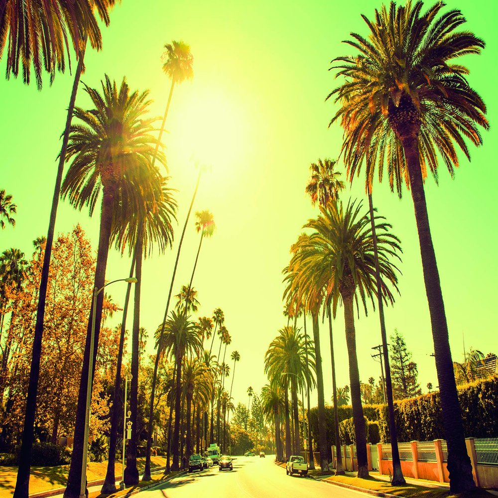 Komar Palm Alley Wall Picture | Poster, Picture, Living Room, Bedroom, Decoration, Art Print | Without Frame | P127-70x50 | Size: 70 x 50 cm (Width x Height)