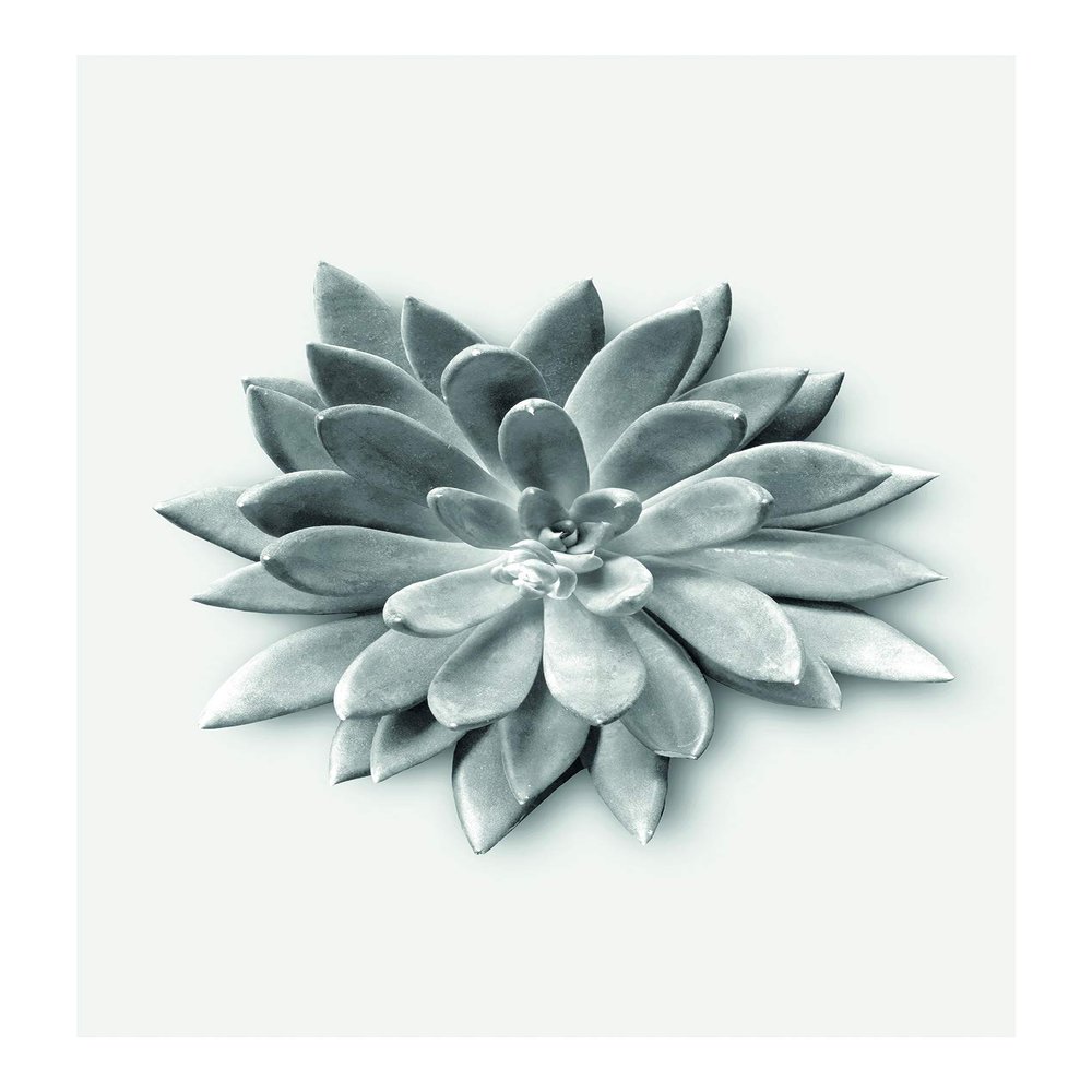 Komar Wall Picture Succulent Agave Poster Picture Living Room Bedroom Decoration Art Print Without Frame P049A-50x70 Size 50 x 70 cm (Width x Height)
