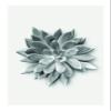 Komar Wall Picture Succulent Agave Poster Picture Living Room Bedroom Decoration Art Print Without Frame P049A-50x70 Size 50 x 70 cm (Width x Height) view 1