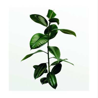 Komar Wall Picture Ficus Branch | Poster, Picture, Living Room, Bedroom, Decoration, Art Print | Without Frame | P059-40x50 | Size: 40 x 50 cm (Width x Height)