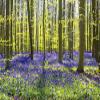 DORCEV 5x3ft Spring Forest Natural Landscape Backdrop Sunlight Blueblls Flowers Green Tree Forest Photography Backdrop Springtime Outdoor Camping Wedding Holiday Trip Adults Kids Photo Studio Props view 4