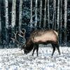 Posterazzi PDXBEGANI489SMALL Caribou in The Winter Forest Photo Print, 18 x 18, Multi view 1