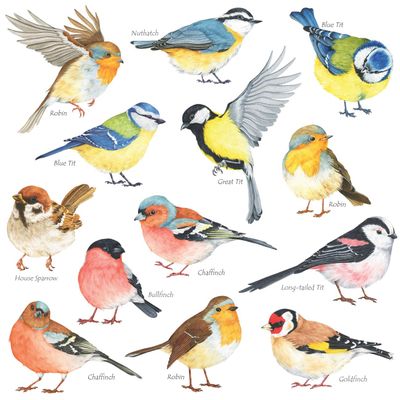 DECOWALL DS2-8038 Little Birds Kids Wall Stickers Wall Decals Peel and Stick Removable Wall Stickers for Kids Nursery Bedroom Living Room (Small) dcor