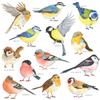DECOWALL DS2-8038 Little Birds Kids Wall Stickers Wall Decals Peel and Stick Removable Wall Stickers for Kids Nursery Bedroom Living Room (Small) dcor view 1