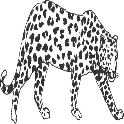 22" x 36" Big Cat Animal Decor Design | Cheetah Cougar Panther Jaguar Leopard Vinyl Wall Art Decoration | DIY Stick and Peel Animal Bedroom Living Room Adhesive Decal Sticker