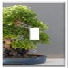 Switch Plate Single Toggle - Bonsai Maple Bonsai Haromer Maple Acer Buergerianum view 1