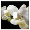 Switch Plate Single Toggle - Orchids Flowers Flower Plant Houseplants view 1