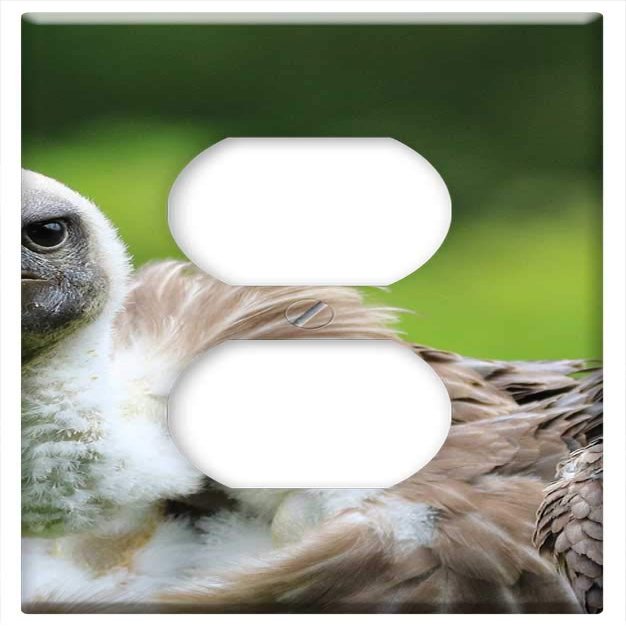 Switch Plate Outlet Cover - Hooded Vulture Vulture Hooded Wildlife Nature Wild