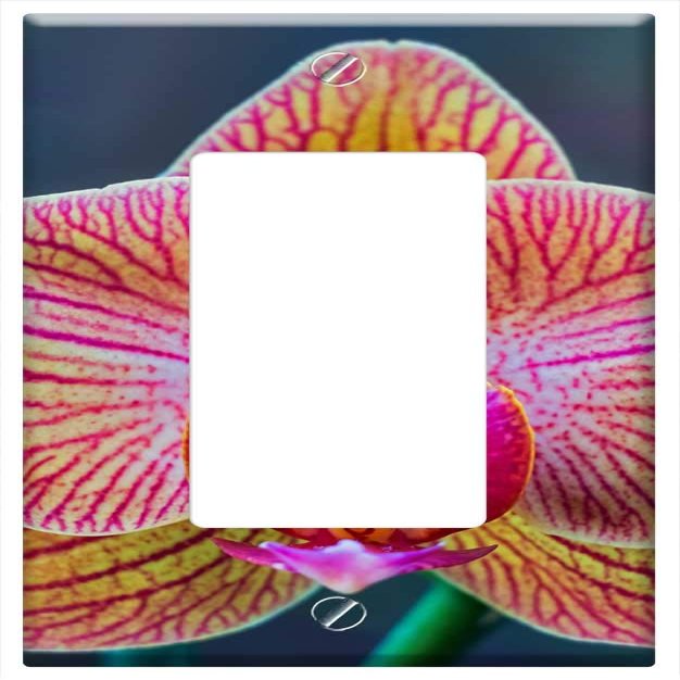 Switch Plate Single Rocker/GFCI - Orchid Phalaenopsis Lepkeorchidea Flower Plant