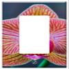 Switch Plate Single Rocker/GFCI - Orchid Phalaenopsis Lepkeorchidea Flower Plant view 1