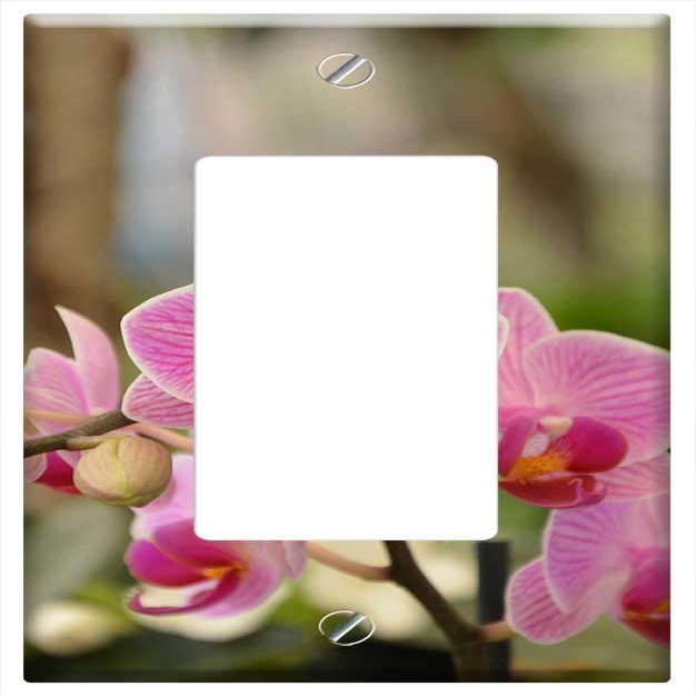 Switch Plate Single Rocker/GFCI - Flowers Orchid Pink Orchid Plant Flower Exotic