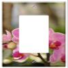 Switch Plate Single Rocker/GFCI - Flowers Orchid Pink Orchid Plant Flower Exotic view 1