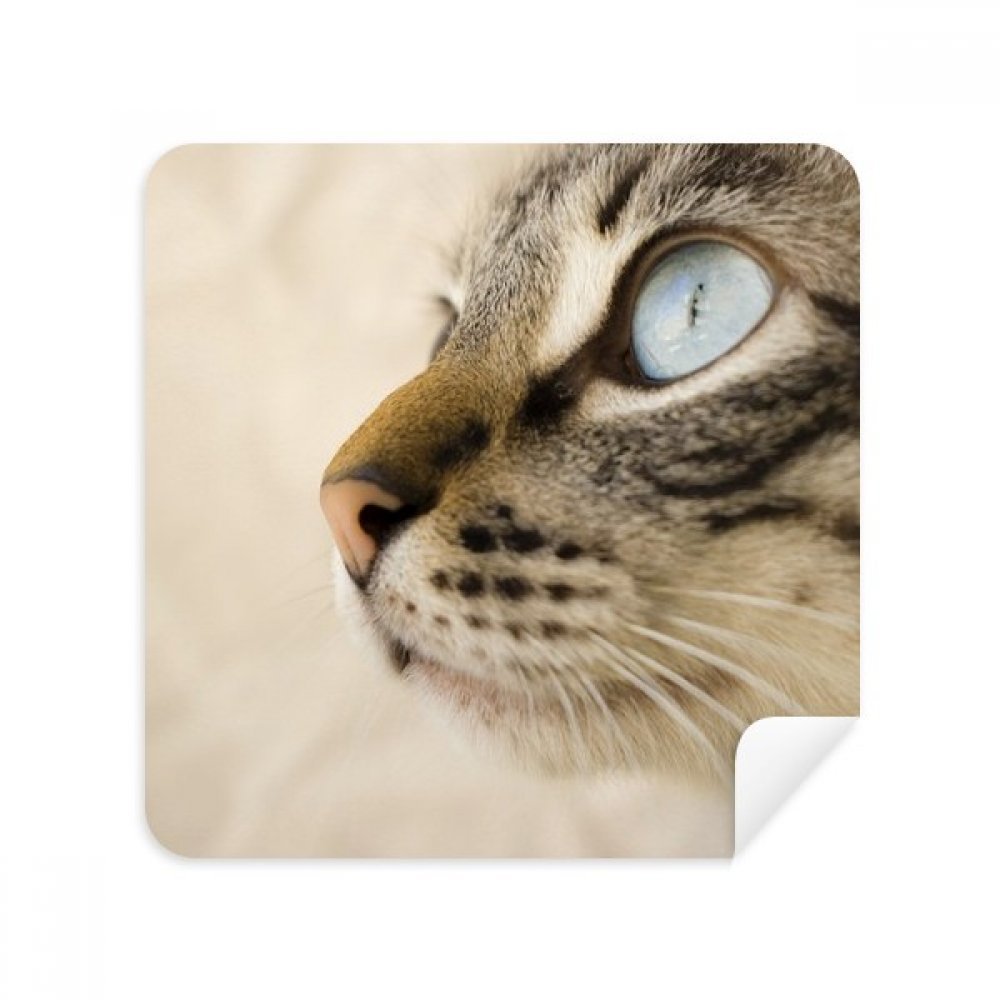 Animal Blue Eye Kitten Gray Photo Glasses Cloth Screen Cleaner Suede Fabric 2 Pack