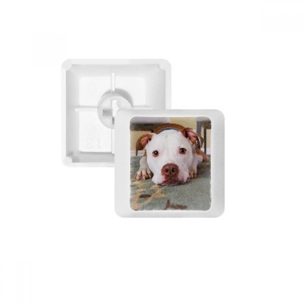 DIYthinker White Bulldog Pet Animal Picture Keycap Mechanical Keyboard PBT Gaming Upgrade Kit