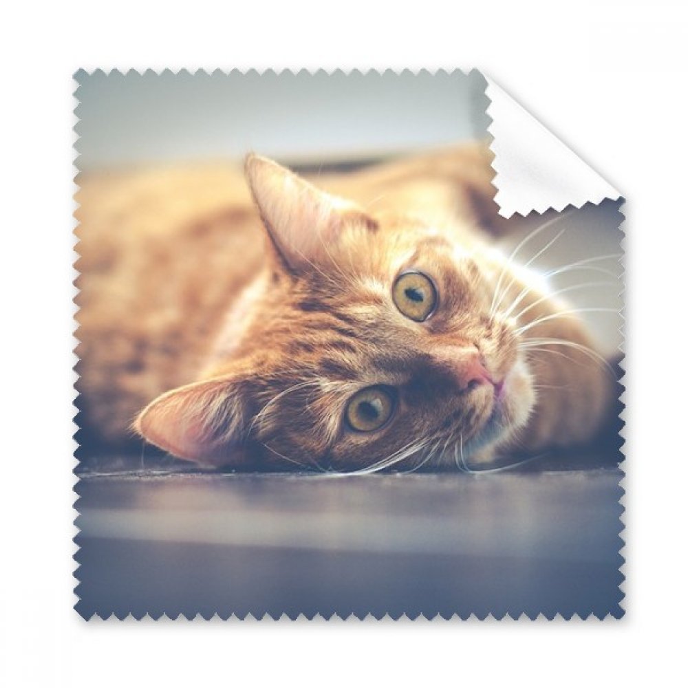 Animal Yellow Cat Photograph Picture Cleaning Cloth Phone Screen Glasses Cleaner 5pcs