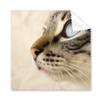 Animal Blue Eye Kitten Gray Photo Cleaning Cloth Phone Screen Glasses Cleaner 5pcs view 1