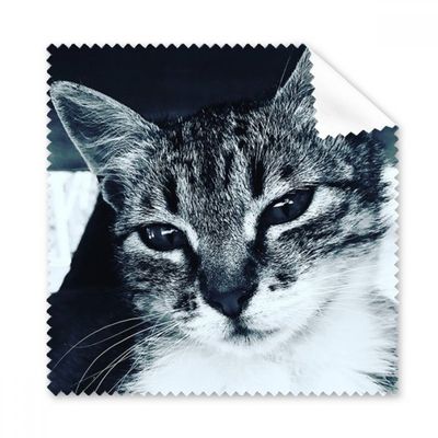 Animal Cool Gray Cat Photograph Cleaning Cloth Phone Screen Glasses Cleaner 5pcs