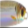 Majorcraft JPV-120L088LIVEKONOSHIROUV Jigpara Vertical LIVEBAIT 120g view 2
