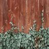 DORCEV 12x8ft Brown Vintage Wood Wall Photography Backdrop Green Ivy Leaves on Rustic Wooden Board Background Wedding Party Bridal Shower Kids Adults Portraits Photo Studio Props view 4