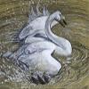 CHARLES TUNNICLIFFE : Swan : Archival Quality Art Print view 1