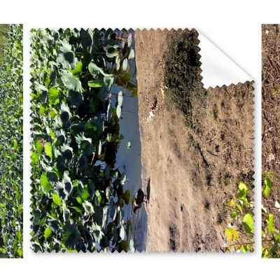 Ground Leaf Lotus Lake Cleaning Cloth Phone Screen Glasses Cleaner 5pcs