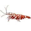 Caridina Tiger Sticker (2X) view 2
