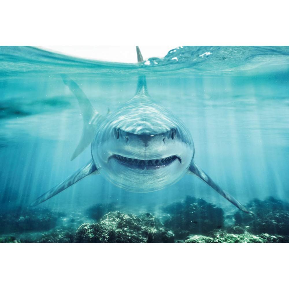 Haoyiyi 10x6.5ft Underwater Shark Backdrop Deep Under Sea Seabed World Great White Shark Aquarium Photography Background Baby Boy Birthday Celebration Theme Party Kid Diver Portrait Photo Studio Props