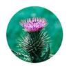 Pretty Scottish Thistle Flower Design Celtic Scotland Symbol PopSockets PopGrip: Swappable Grip for Phones & Tablets view 3