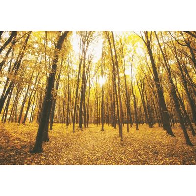OERJU 9x6ft Autumn Gold Maple Forest Photography Backdrop Rural Natural Scenery Lush Trees Fallen Leaves Background Harvest Party Decor Kids Adults Photoshoot Photo Booth Vinyl Studio Props