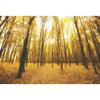 OERJU 9x6ft Autumn Gold Maple Forest Photography Backdrop Rural Natural Scenery Lush Trees Fallen Leaves Background Harvest Party Decor Kids Adults Photoshoot Photo Booth Vinyl Studio Props view 1