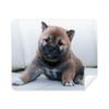 Pippy Dog Pet Animal Cute Picture Cleaning Cloth Screen Cleaner 2pcs Suede Fabric view 1