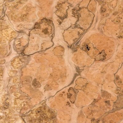 JSO Wood Products Pimento Pepperwood Burl wood veneer 8 inch x 10 inch raw no backing 1/42 inch thickness # 1