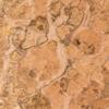 JSO Wood Products Pimento Pepperwood Burl wood veneer 8 inch x 10 inch raw no backing 1/42 inch thickness # 1 view 1