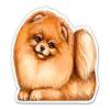 Cute Pomeranian - 8" Vinyl Sticker - for Car Laptop I-Pad - Waterproof Decal view 1