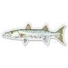 Barracuda Fishing - 5" Vinyl Sticker - for Car Laptop I-Pad - Waterproof Decal view 1