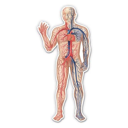 Circulatory System Cardiovascular Diagram Medical - 3" Vinyl Sticker - for Car Laptop Water Bottle Phone - Waterproof Decal