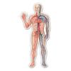 Circulatory System Cardiovascular Diagram Medical - 3" Vinyl Sticker - for Car Laptop Water Bottle Phone - Waterproof Decal view 1