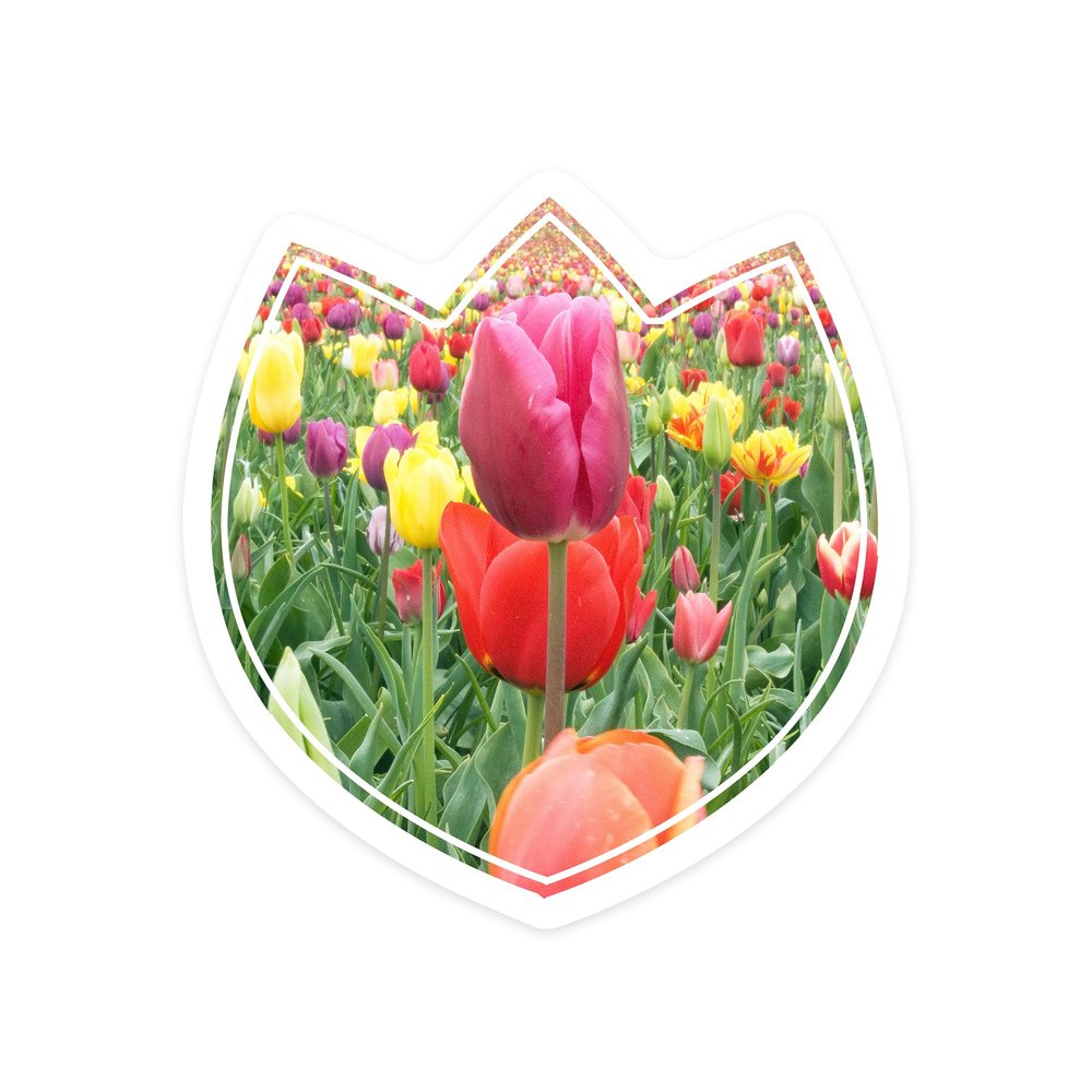 Lantern Press Sticker Tulips Die Cut Vinyl, (Waterproof Decal for Cars, Water Bottles, Laptops, Coolers), Small